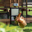 Vištienos liukas vištidėms - Chicken Guard
